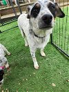 adoptable Dog in garner, NC named Kiwi