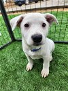 adoptable Dog in  named Wallaby