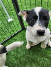 adoptable Dog in , NC named Dingo