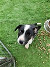 adoptable Dog in garner, NC named Croc