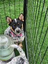 adoptable Dog in garner, NC named Kanga