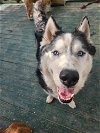 adoptable Dog in garner, NC named Jax