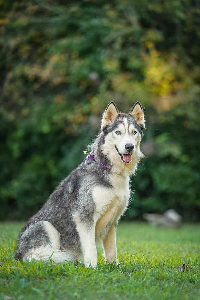 adoptable Dog in Garner, NC named Jax