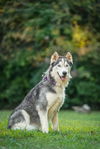 adoptable Dog in Garner, NC named Jax