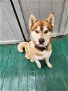 adoptable Dog in garner, NC named Azure