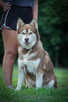 adoptable Dog in Garner, NC named Azure