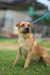 adoptable Dog in Garner, NC named Lucky