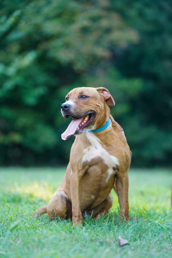 adoptable Dog in Garner, NC named Mugsy