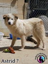 adoptable Dog in  named Astrid