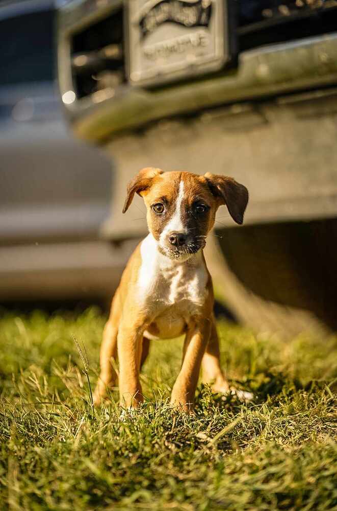 adoptable Dog in Garner, NC named Mary Jane