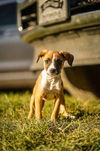 adoptable Dog in  named Mary Jane