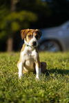 adoptable Dog in Garner, NC named Casper