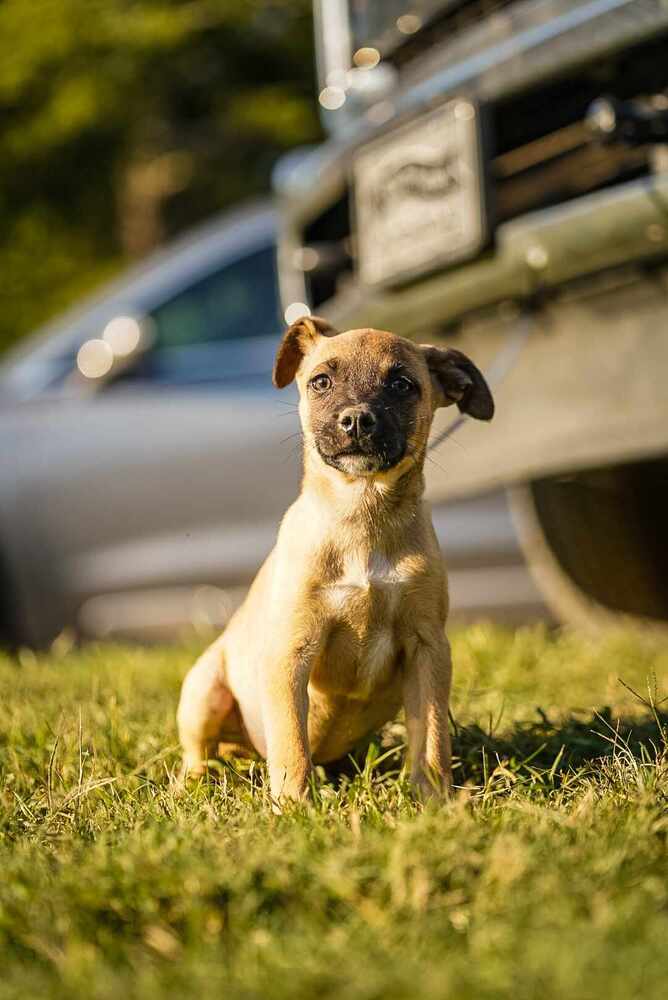 adoptable Dog in Garner, NC named Skippy