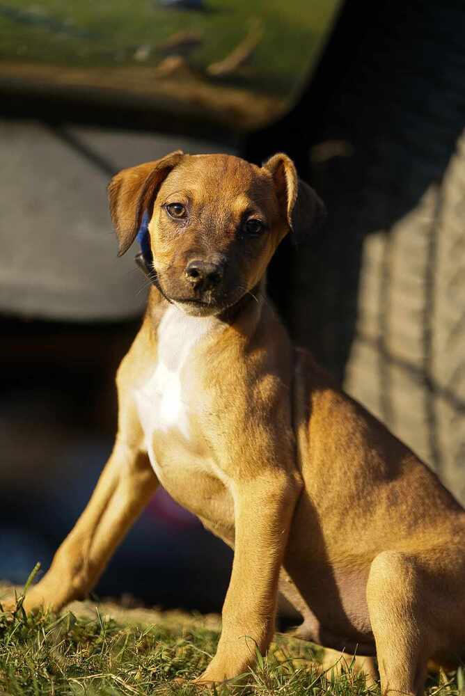 adoptable Dog in Garner, NC named Sparky