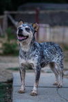 adoptable Dog in , NC named Stormy