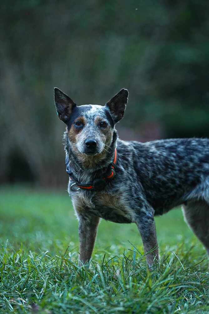 adoptable Dog in Garner, NC named Rosalie