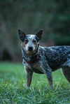 adoptable Dog in , NC named Rosalie