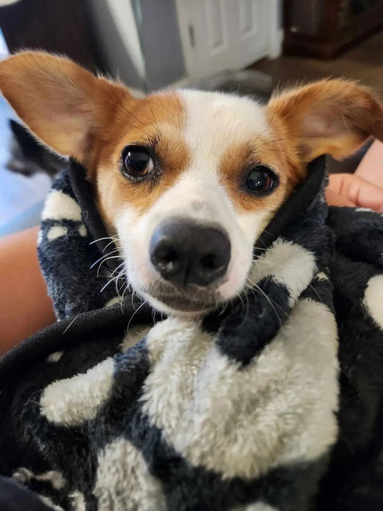 adoptable Dog in Garner, NC named Richard