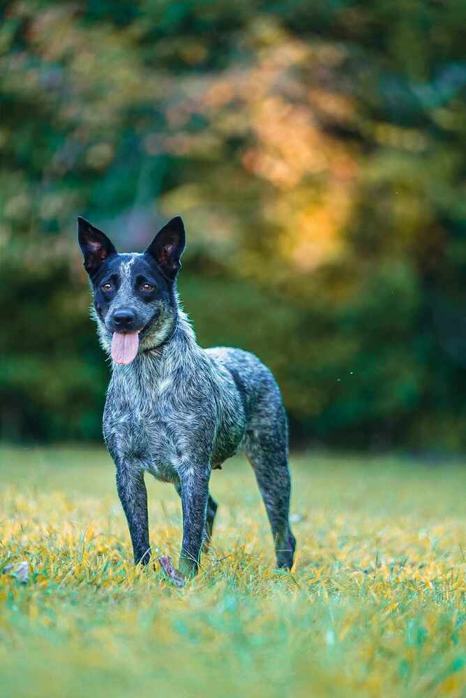 adoptable Dog in Garner, NC named Blue