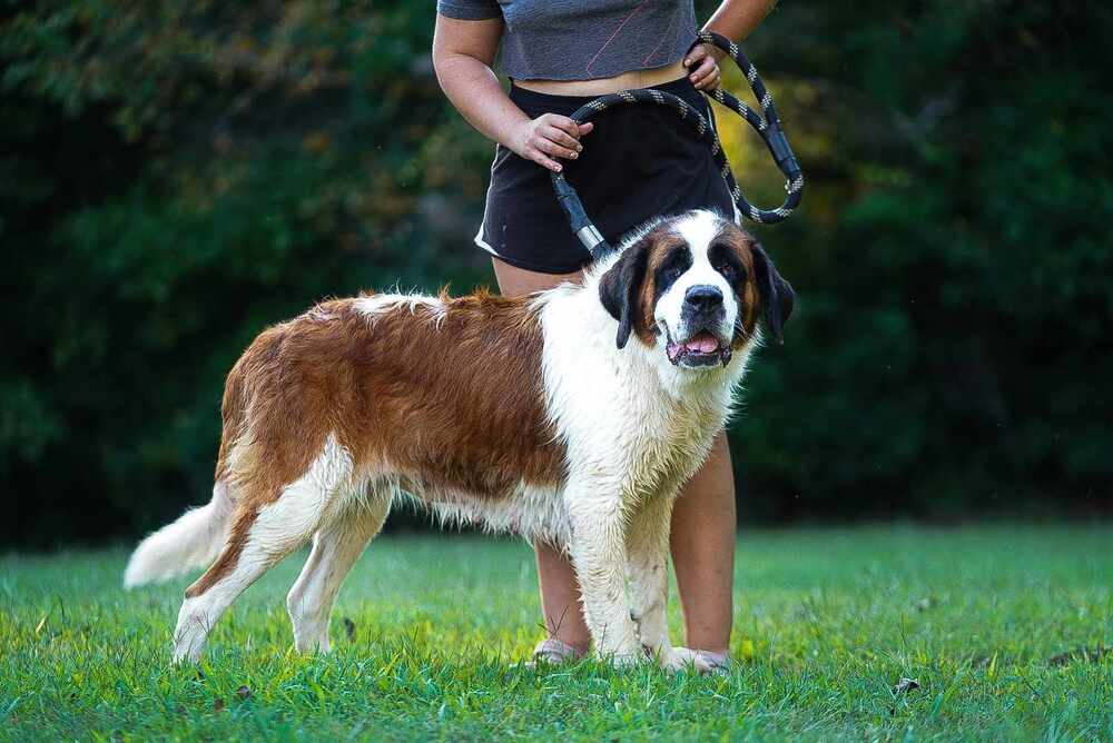 adoptable Dog in Garner, NC named Sheba