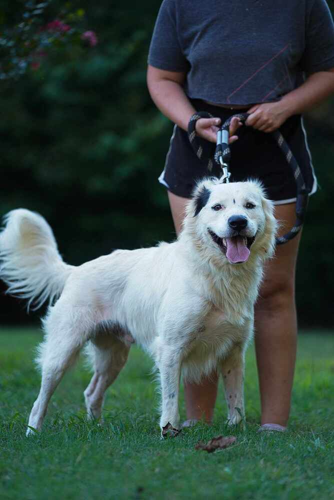 adoptable Dog in Garner, NC named Titus