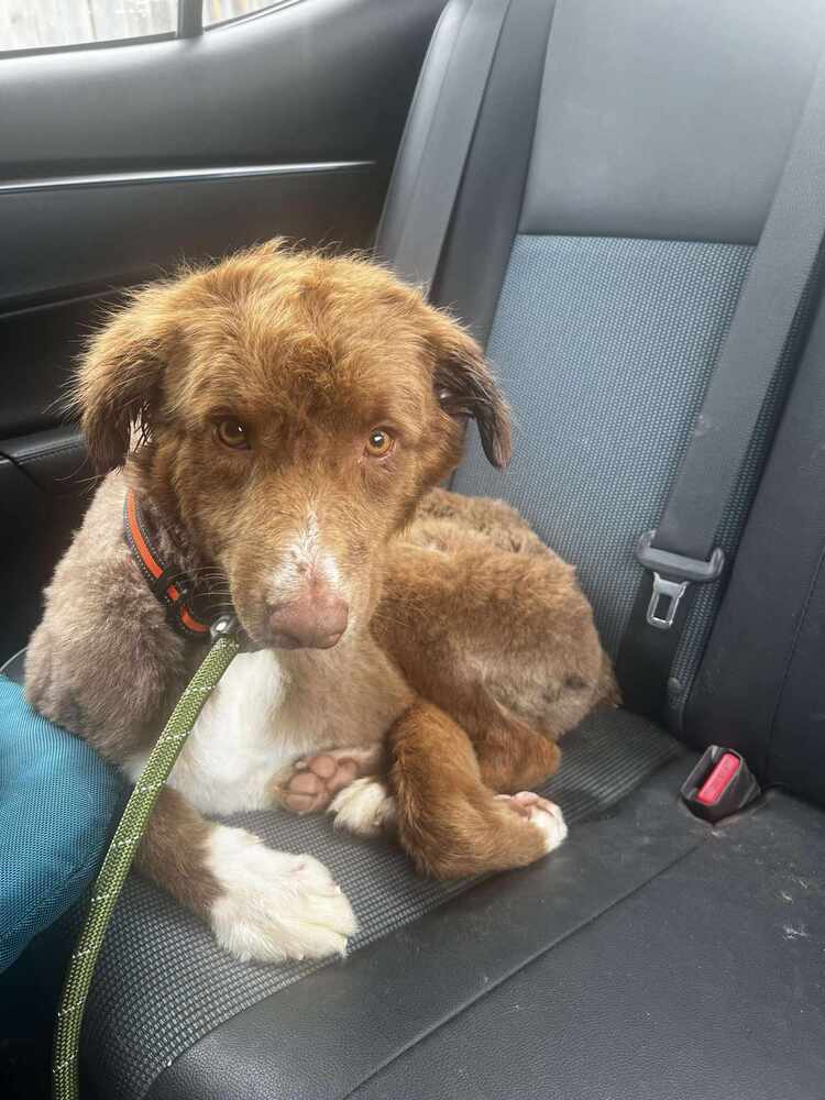 adoptable Dog in Garner, NC named Jasper