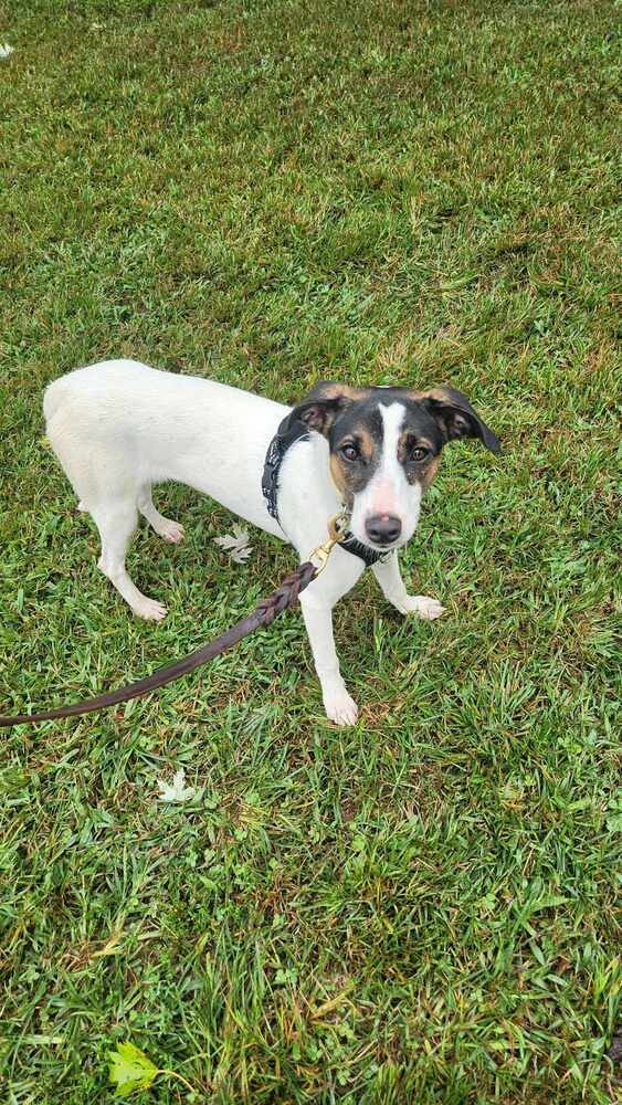 adoptable Dog in Garner, NC named Spice