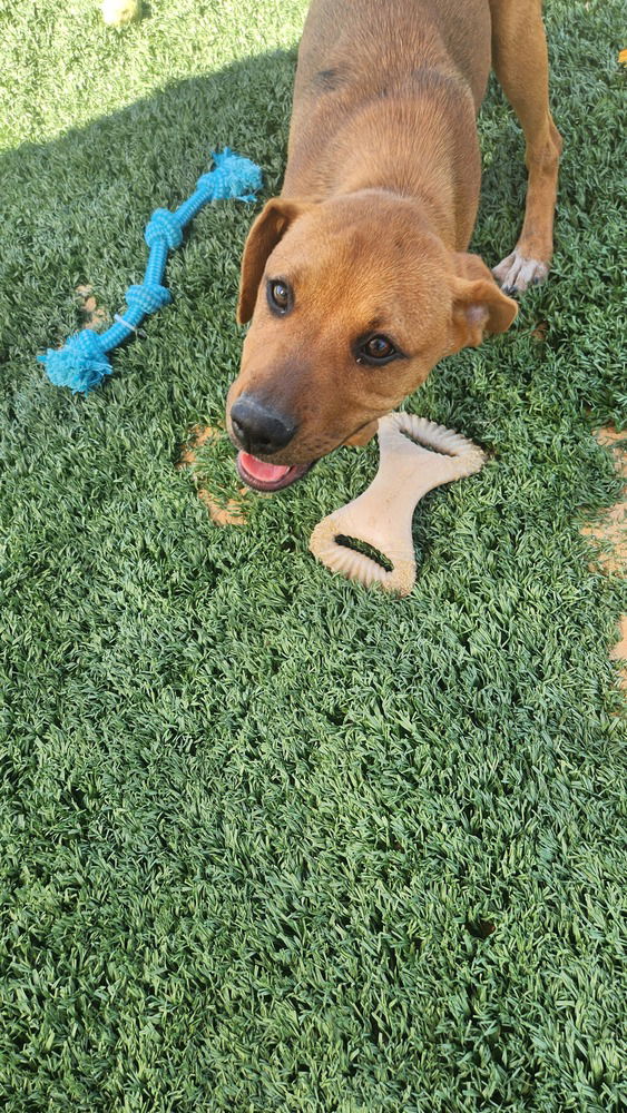 adoptable Dog in Garner, NC named Elena