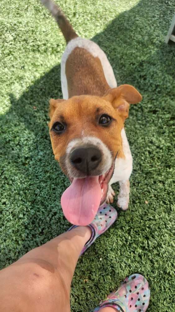 adoptable Dog in Garner, NC named Dorothy