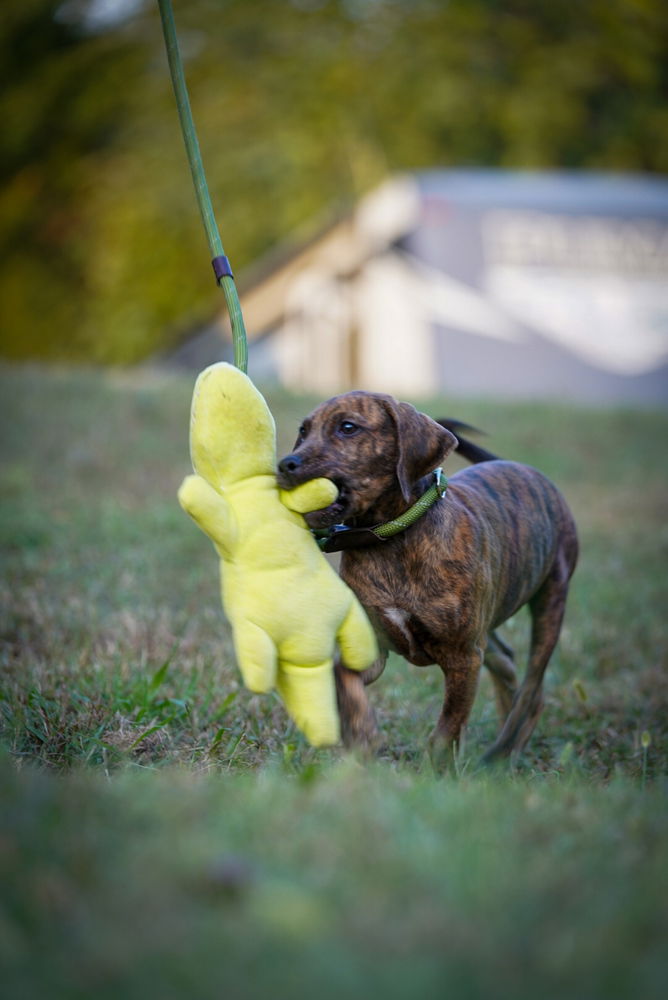 adoptable Dog in Garner, NC named Nambi