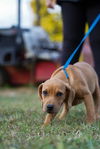 adoptable Dog in  named Nugget