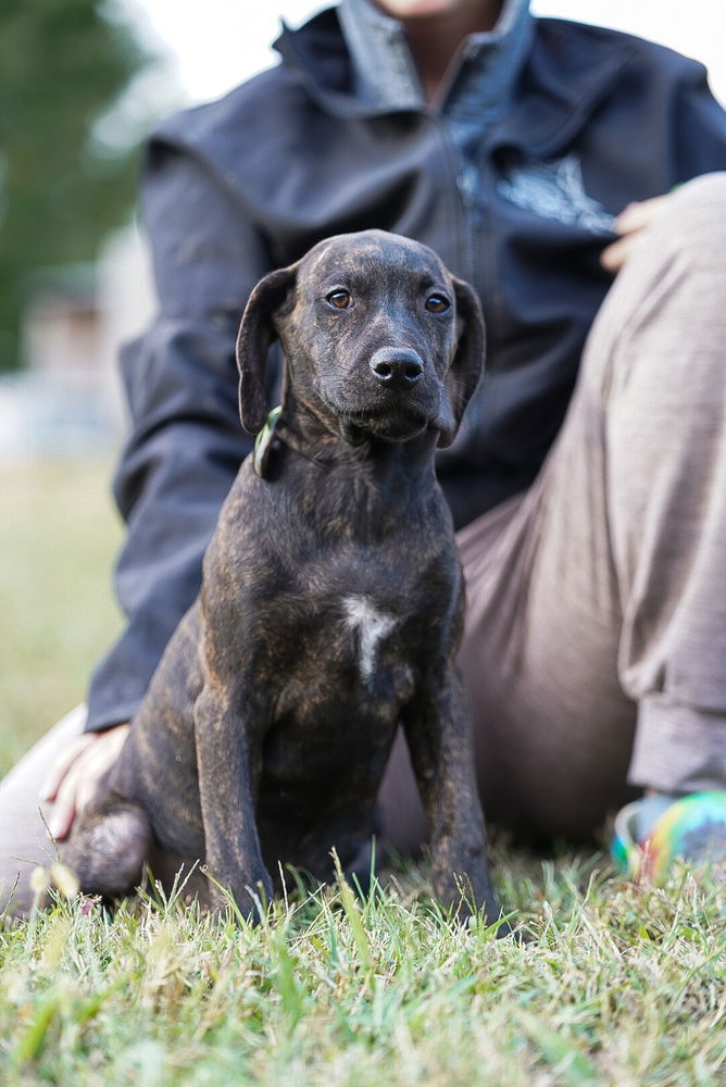 adoptable Dog in Garner, NC named Nadia