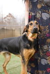 adoptable Dog in Garner, NC named Stevie