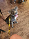 adoptable Dog in  named Pita