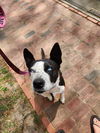 adoptable Dog in  named Sprinkles