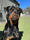 adoptable Dog in Garner, NC named Maggi