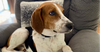adoptable Dog in  named Handsome