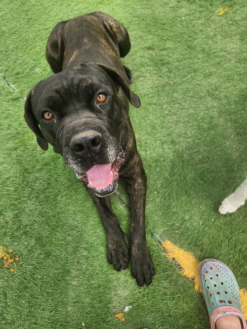 picture of the dog needing adoption