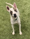 adoptable Dog in  named Luciano