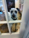 adoptable Dog in  named Monte