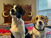 adoptable Dog in  named Iris and Poppy