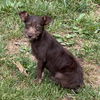 adoptable Dog in  named Hazel