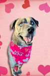 adoptable Dog in  named Sky
