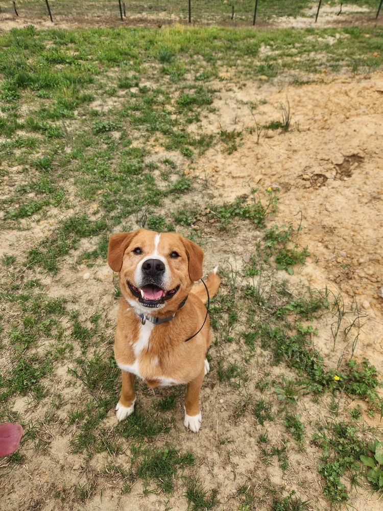 adoptable Dog in Garner, NC named Bailey