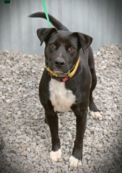 picture of the dog needing adoption
