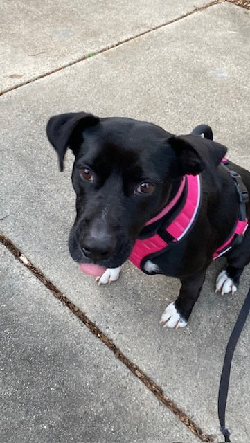 picture of the dog needing adoption