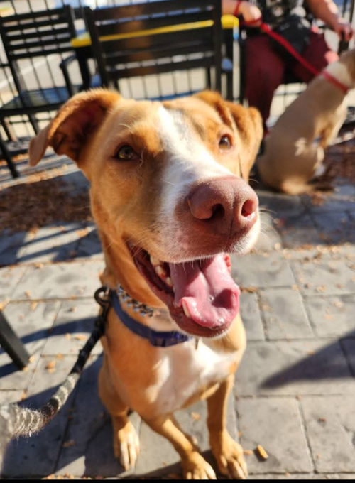 picture of the dog needing adoption