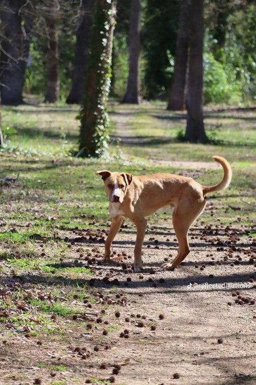 O'Shea, an adoptable Rhodesian Ridgeback in garner, NC