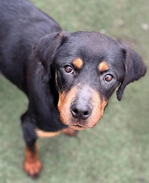 picture of the dog needing adoption