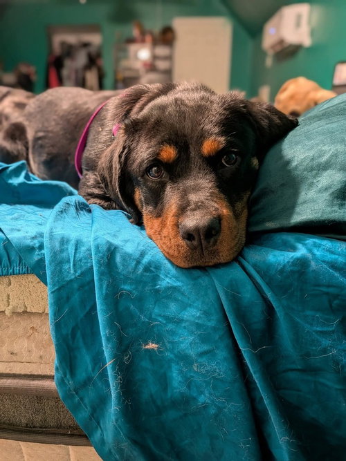 picture of the dog needing adoption